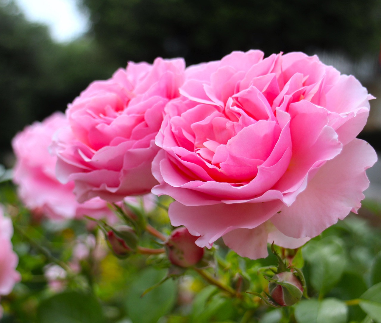 Rosa damascena