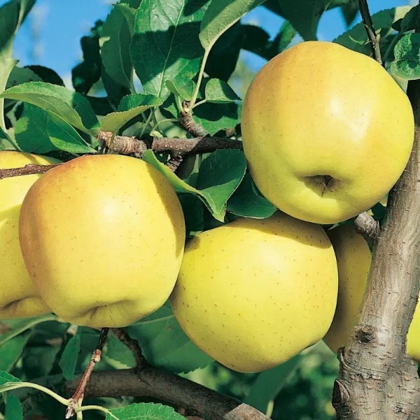 Pomme Golden