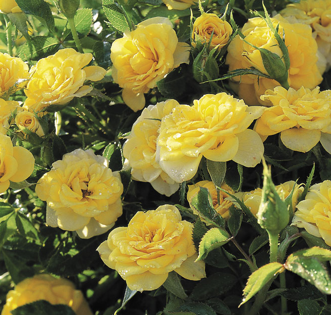 Rosa Jaune