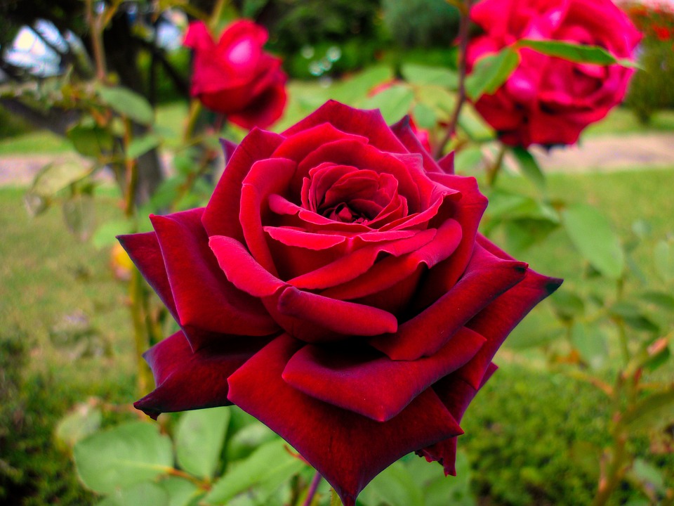 Rosa Rouge