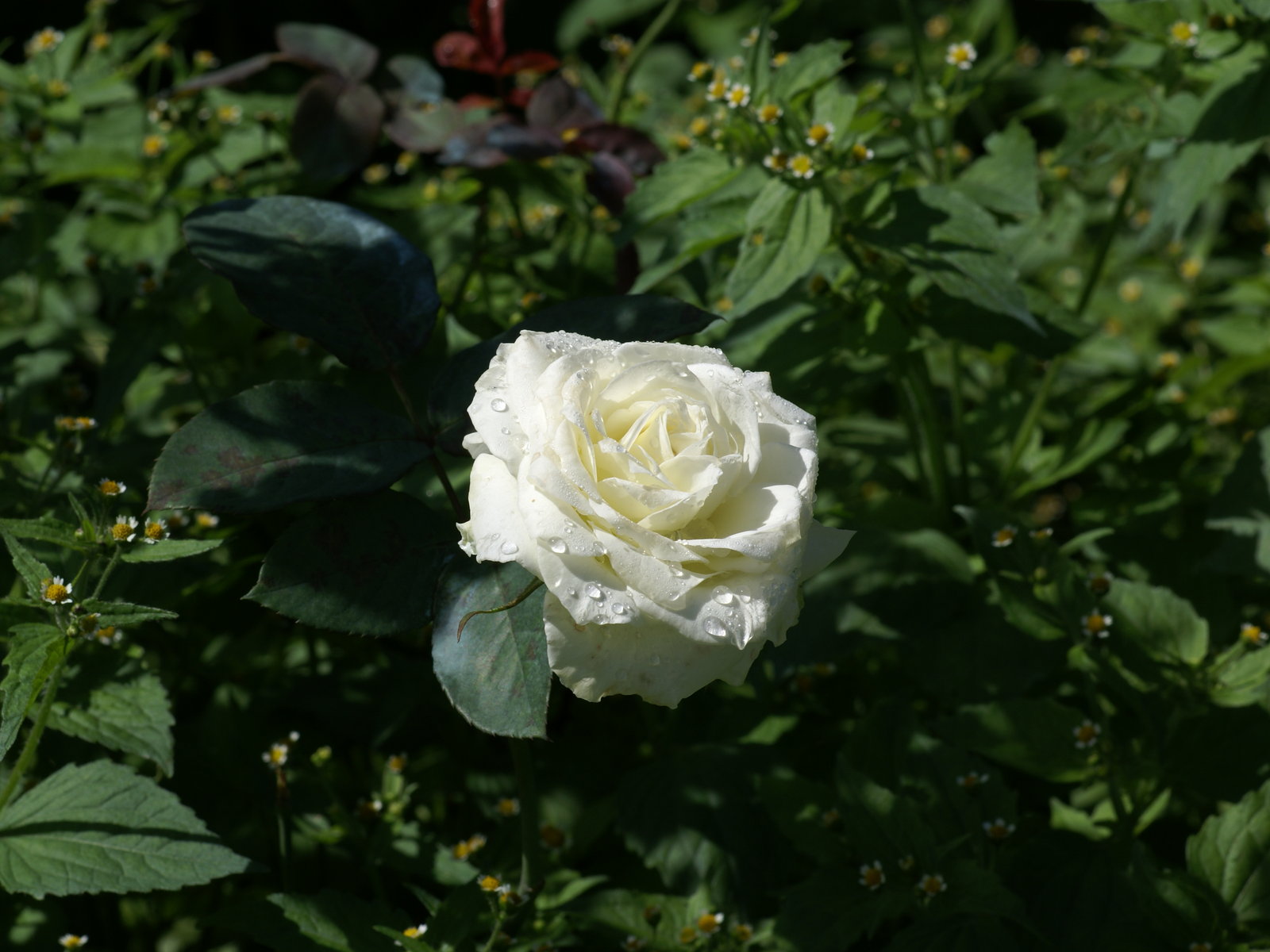 Rosa blanche