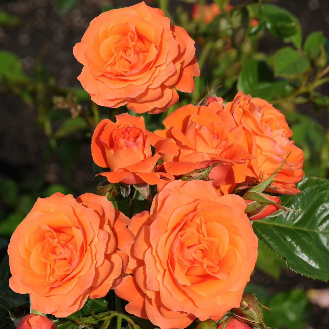 Rosa orangé