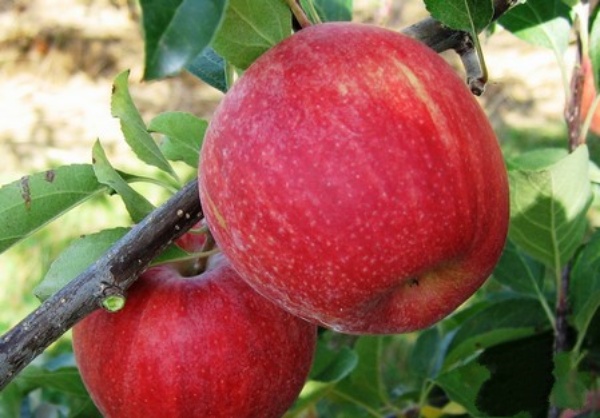Pomme Galaxy