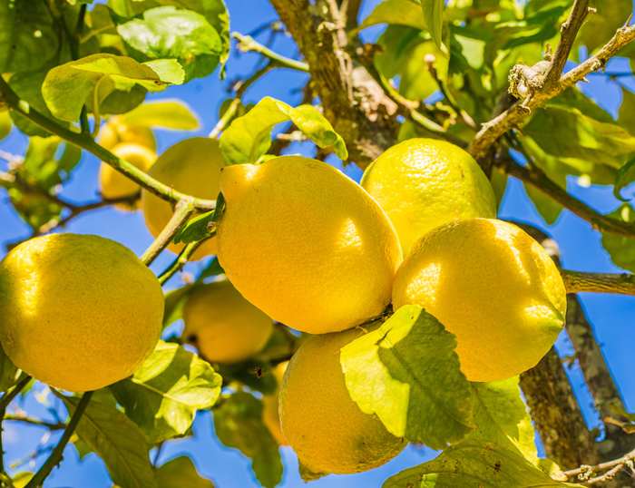 Citronnier 4 Saisons