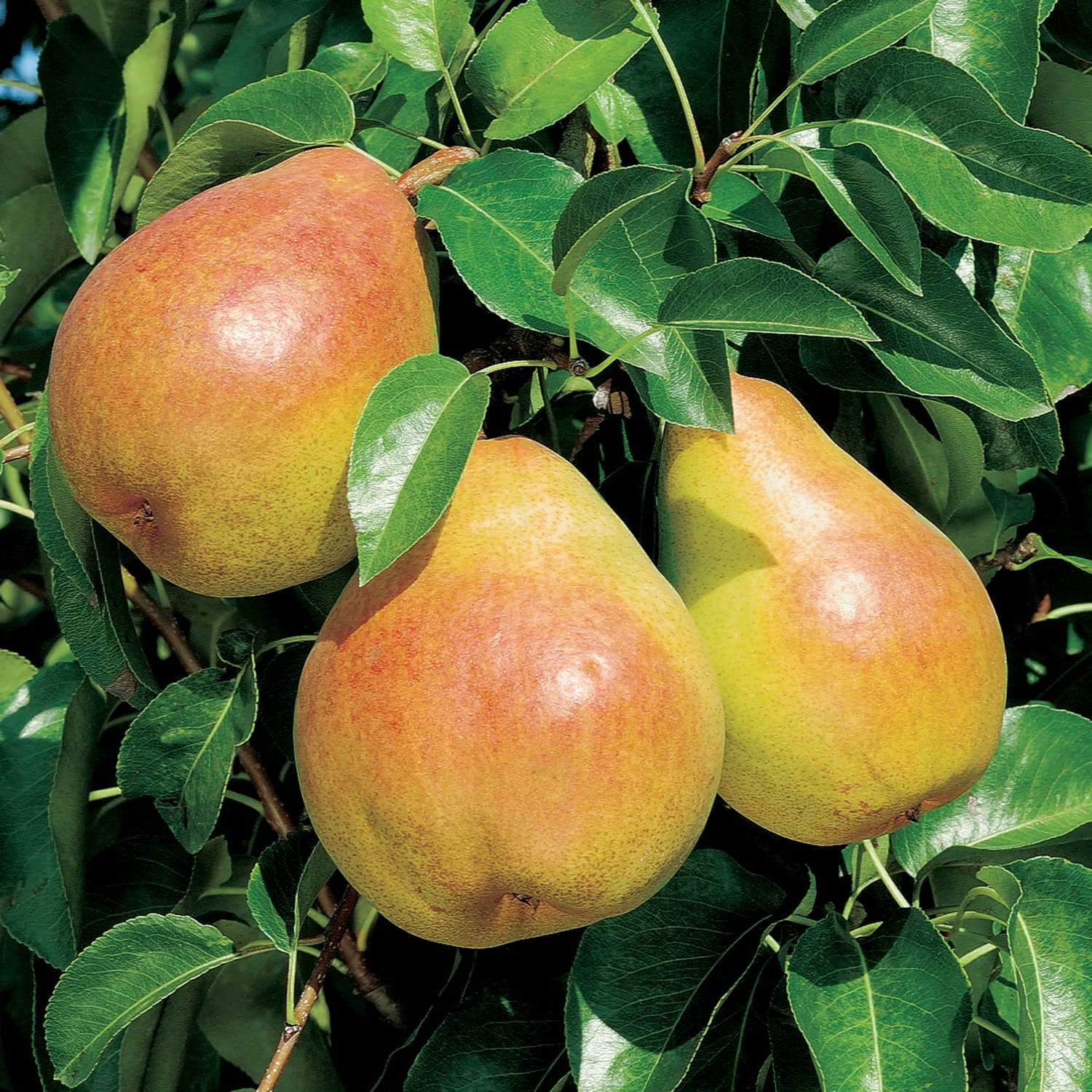 Poire