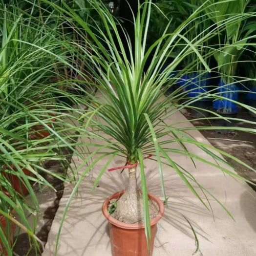 Beaucarnea