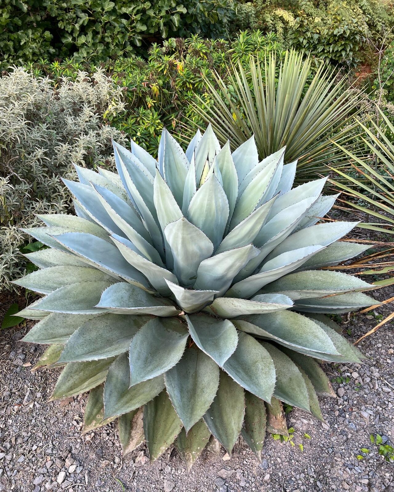 Agave