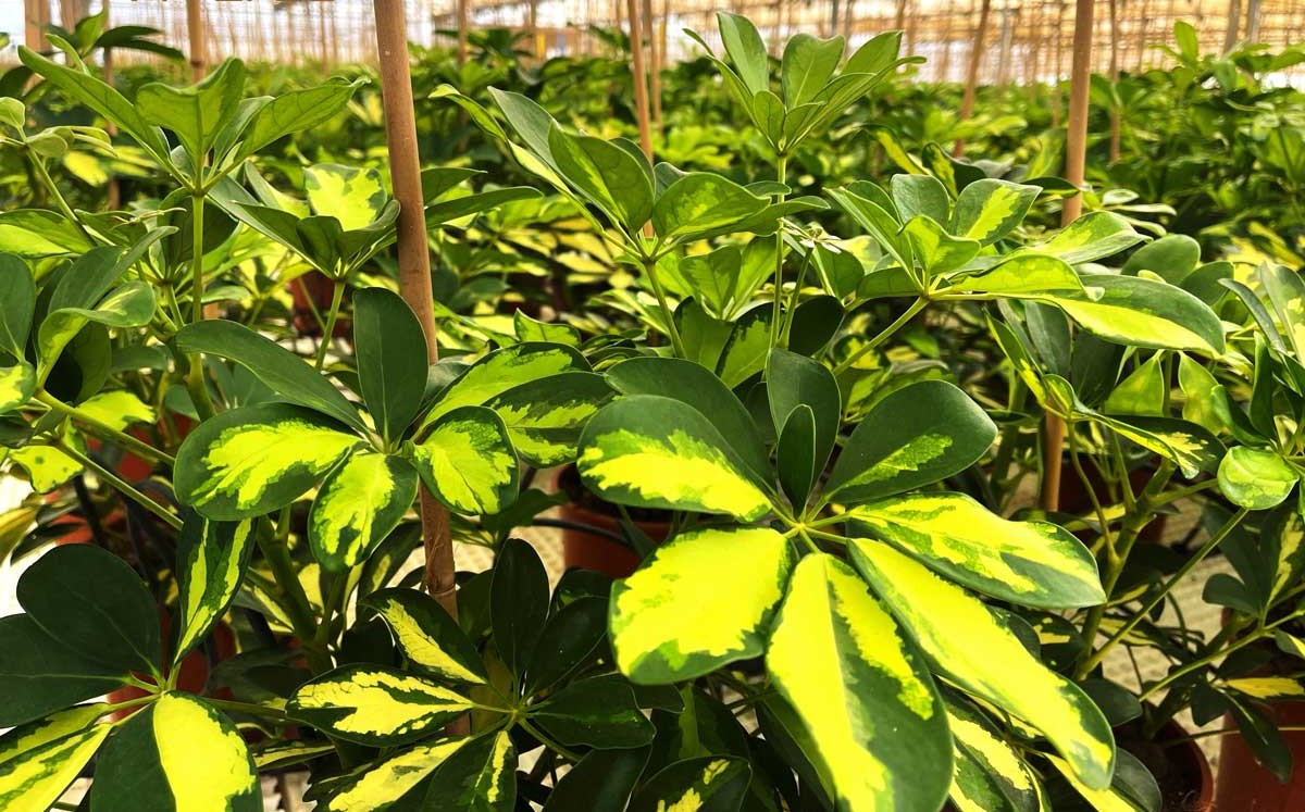 Schefflera