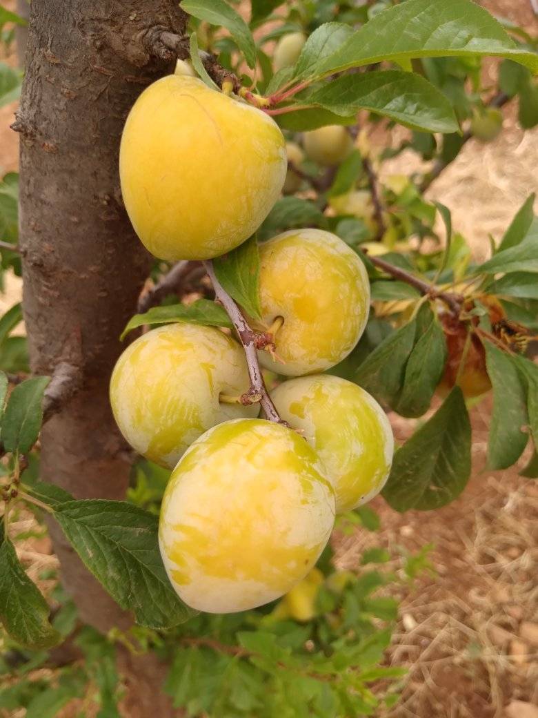 Prune Jaune-عوينة