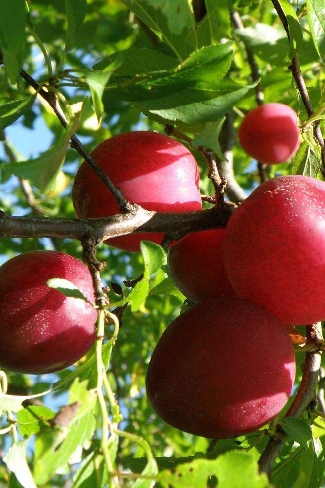 Prune Rouge-عوينة