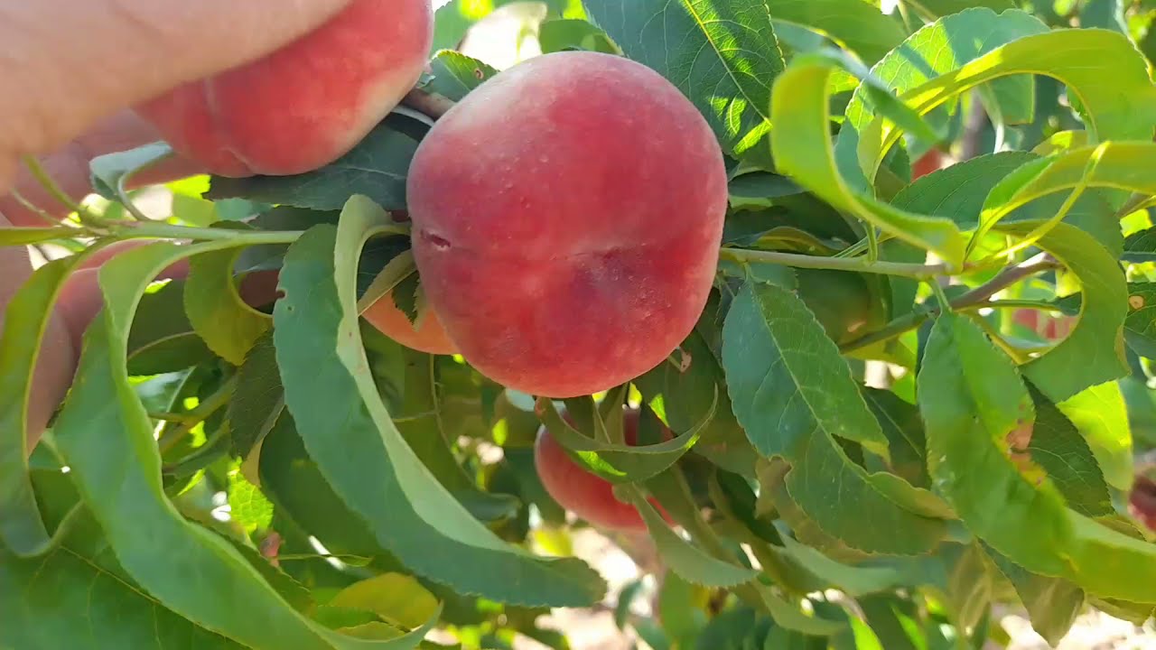 Pêche