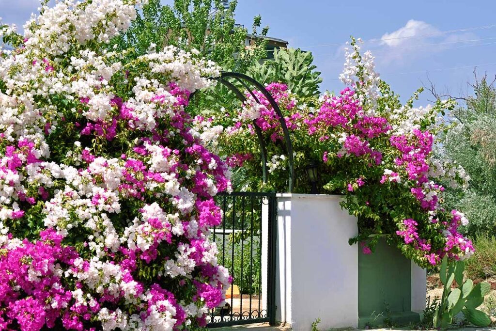Bougainvillier