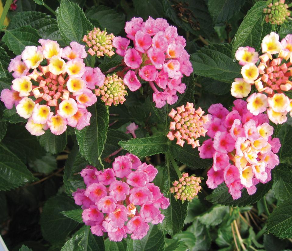 Lantana Camara