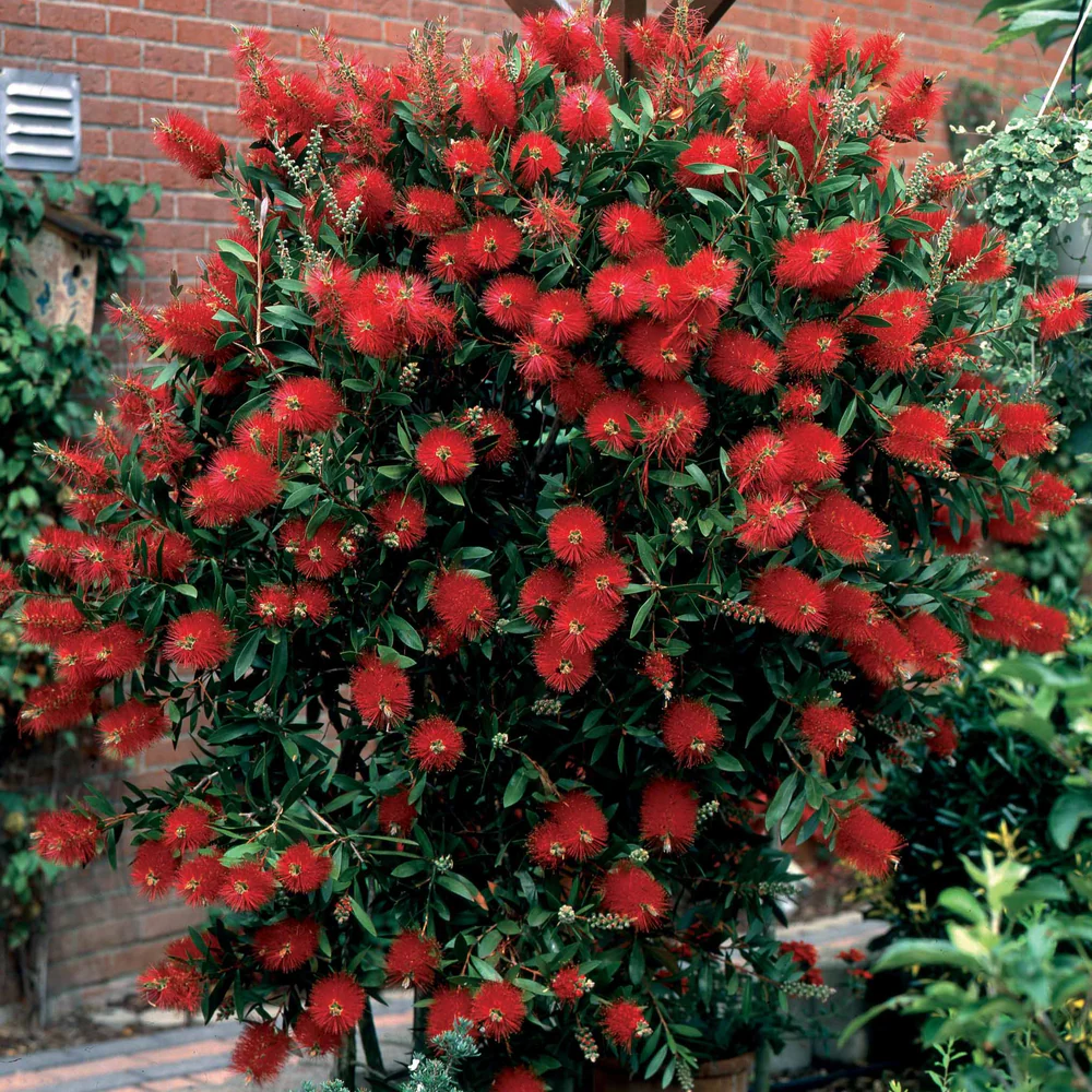 Callistemon (Rince Bouteille )