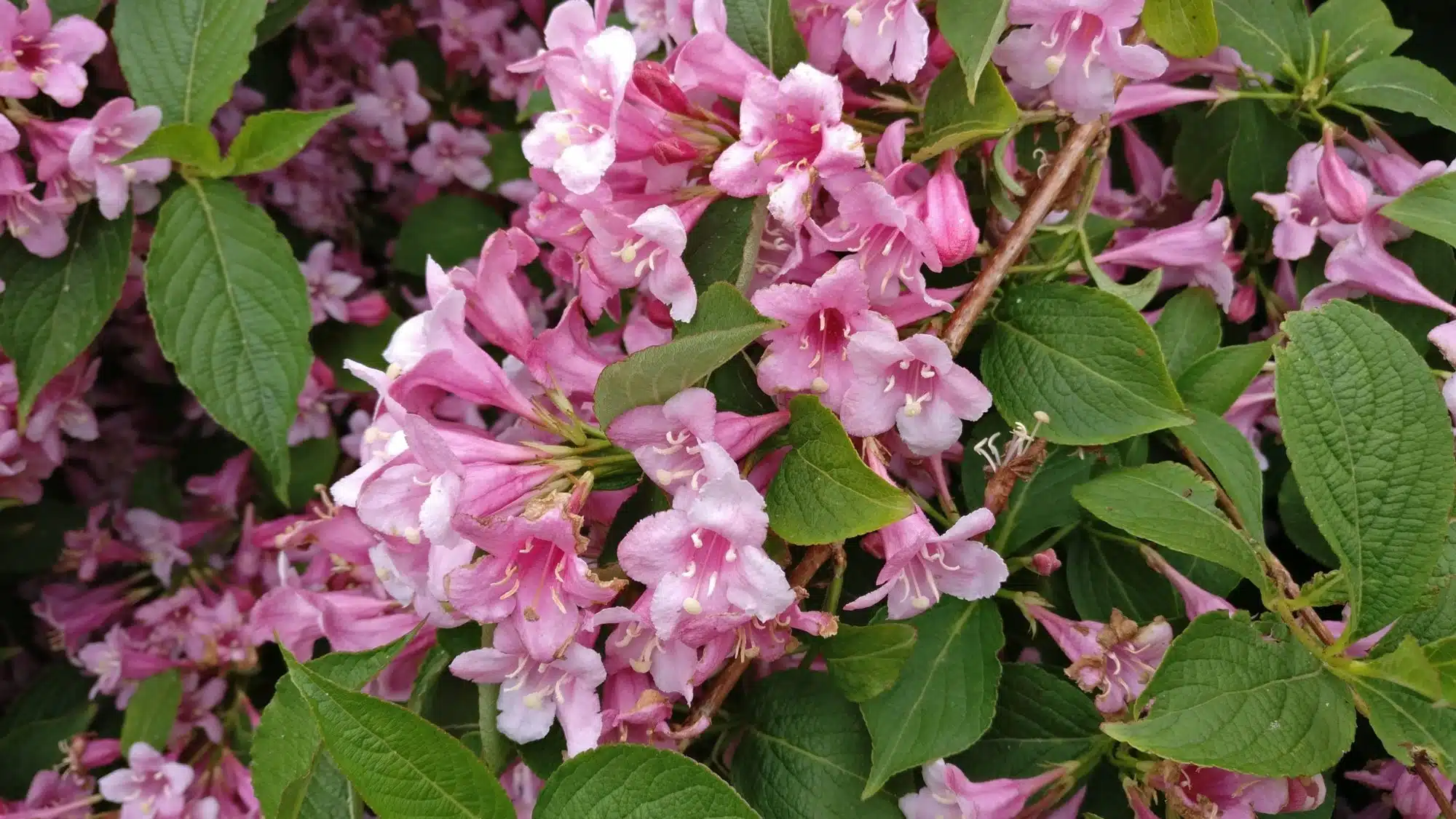 Weigela Florida
