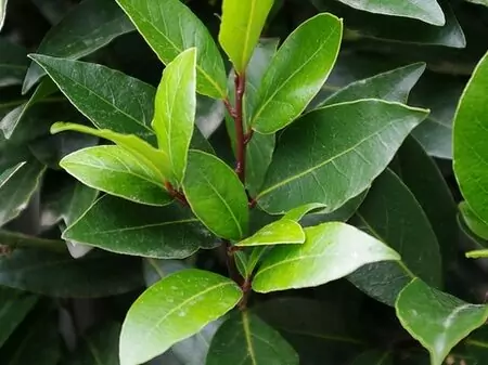 Laurus nobilis-رند