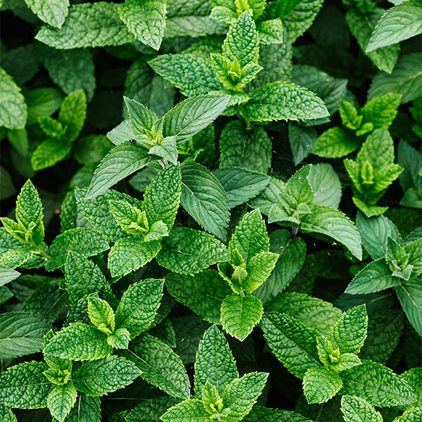 Menthe-نعناع