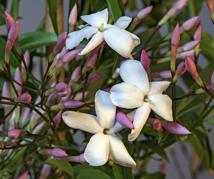 Jasmine