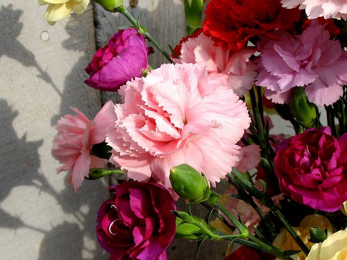 Dianthus caryophyllus-قرنفل