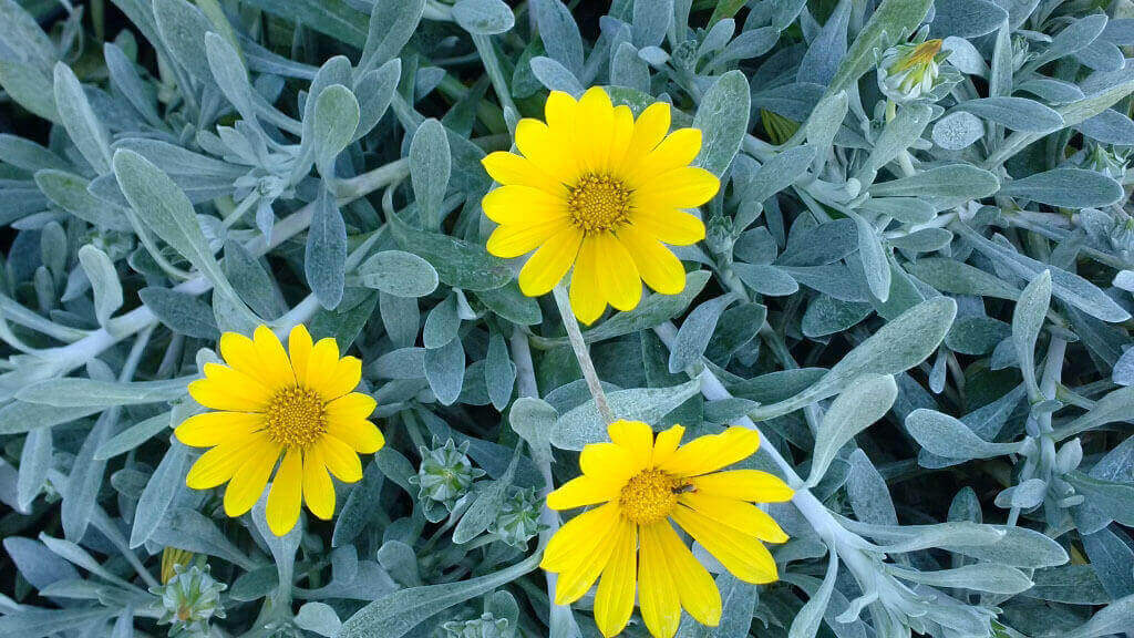 Gazania Gris