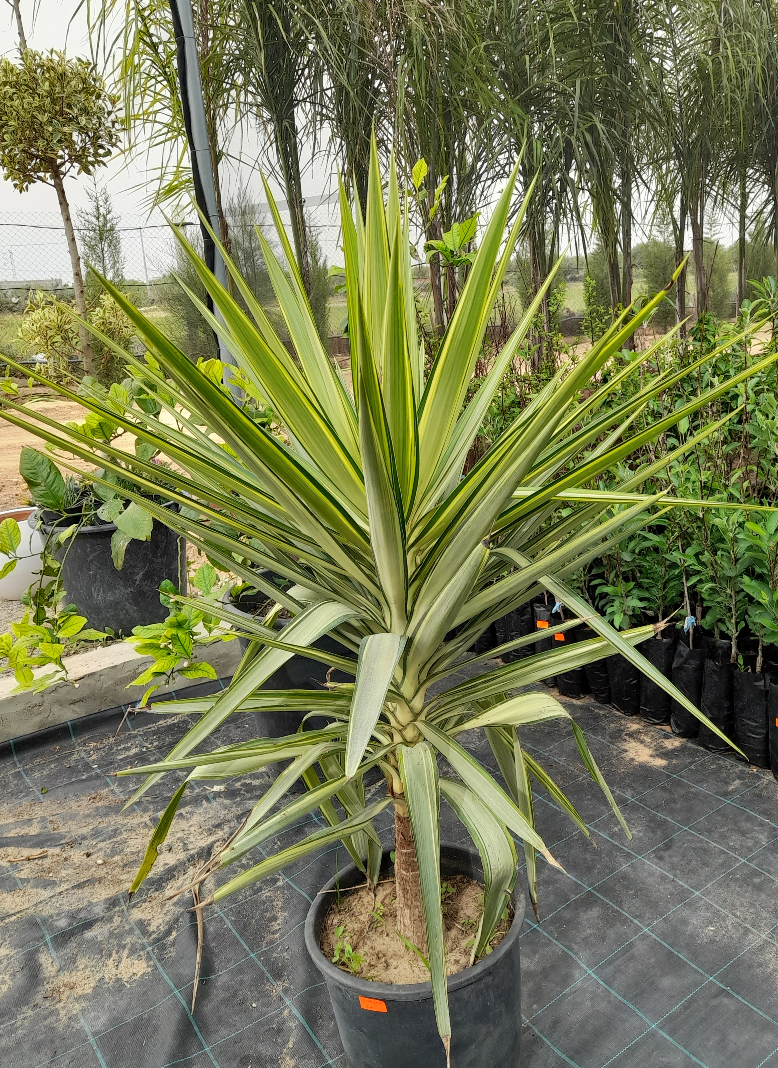 Yucca Panaché