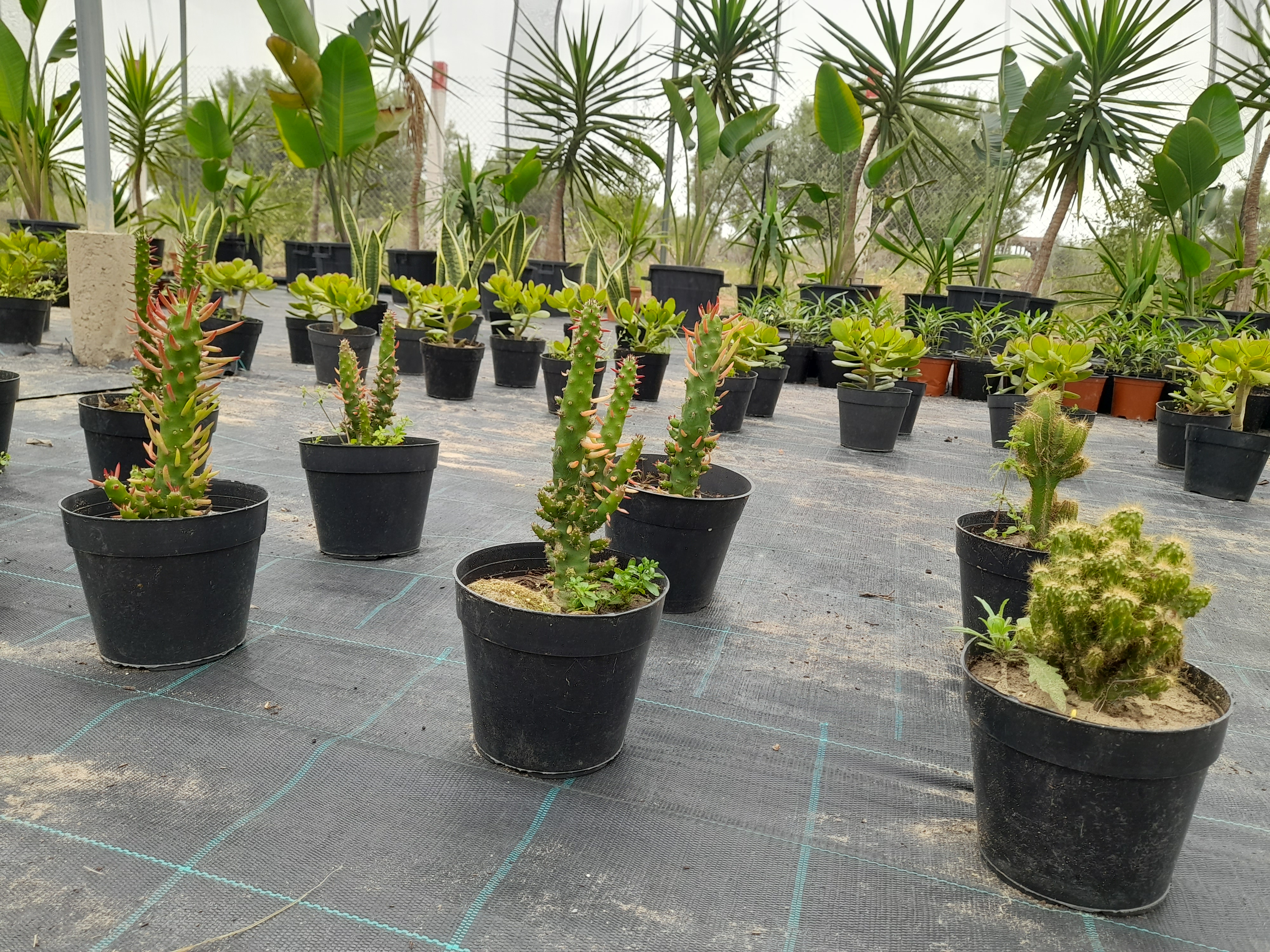 Plantes grasse