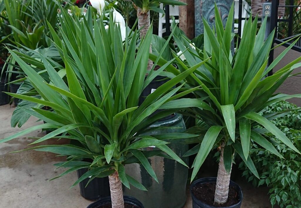 Yucca vert