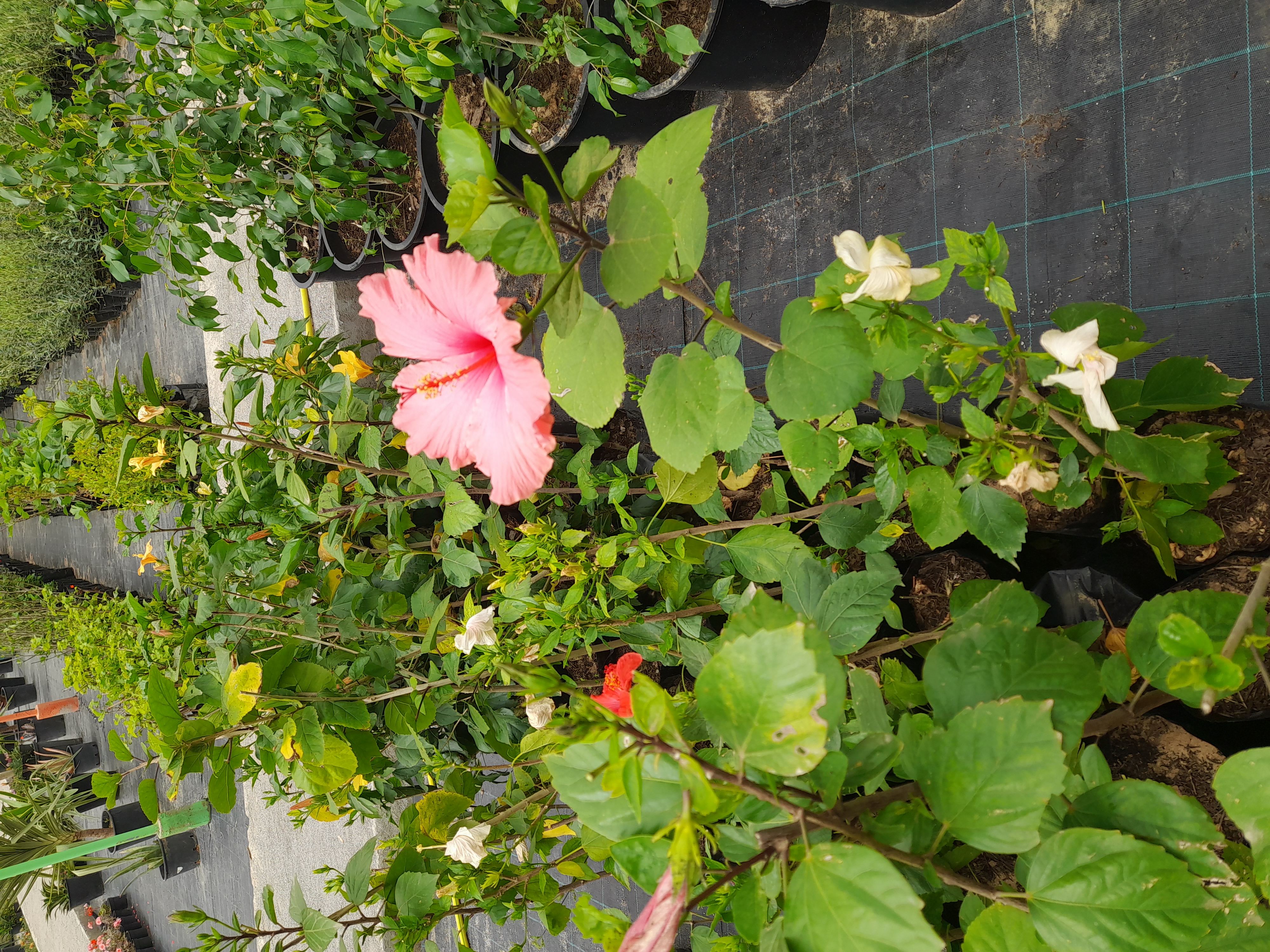 Hibiscus Rose