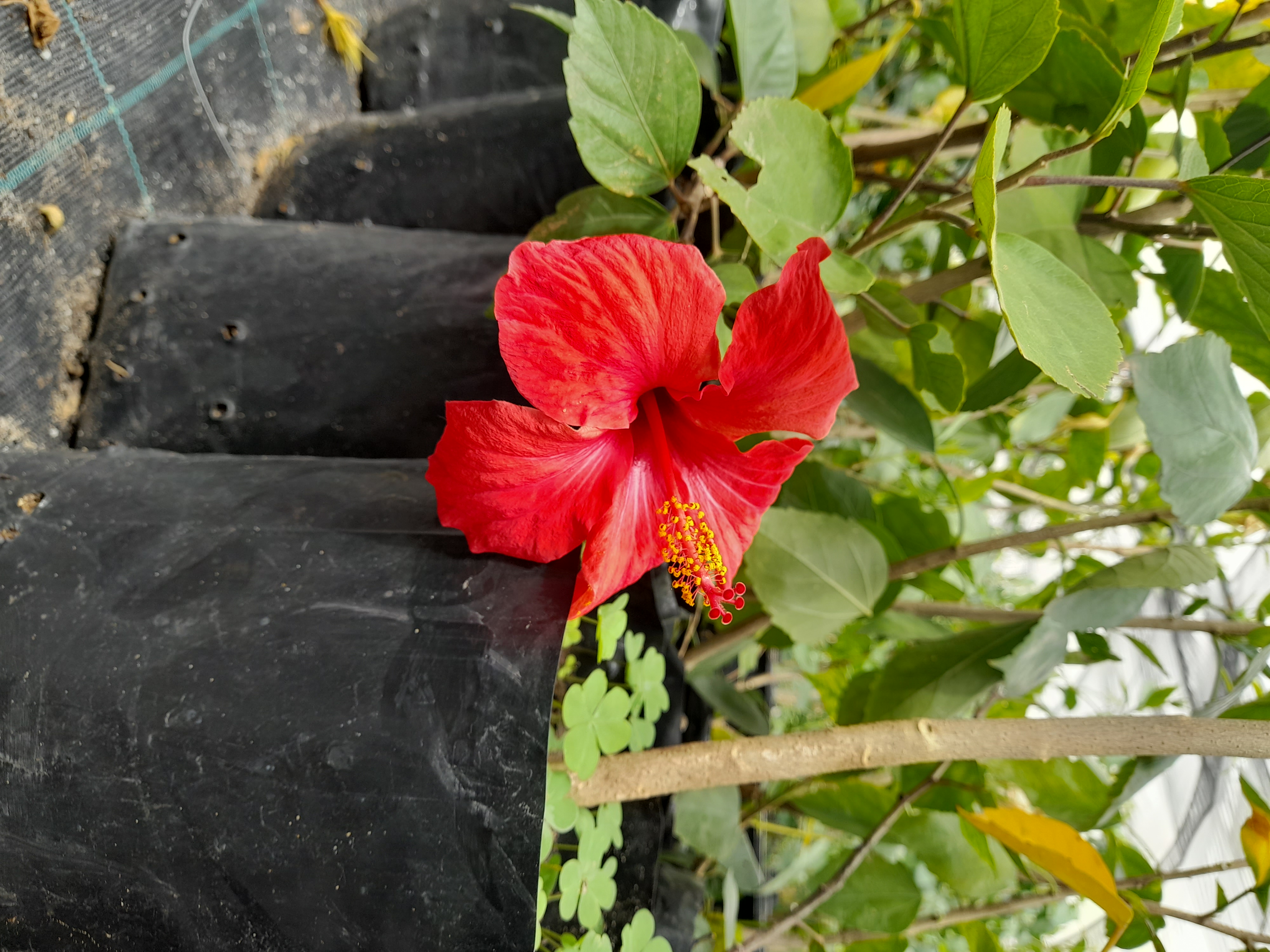 Hibiscus Rouge