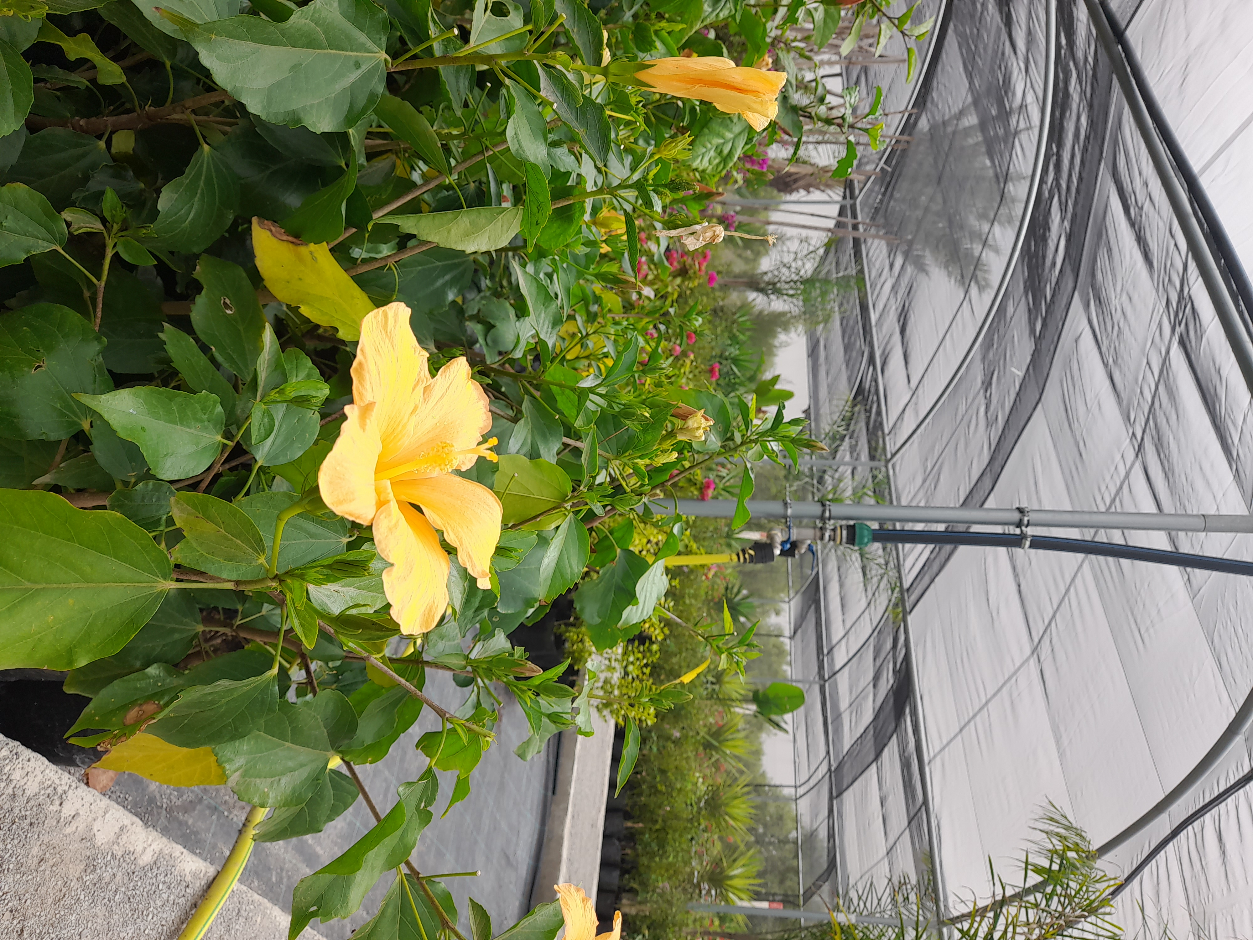 Hibiscus Jaune