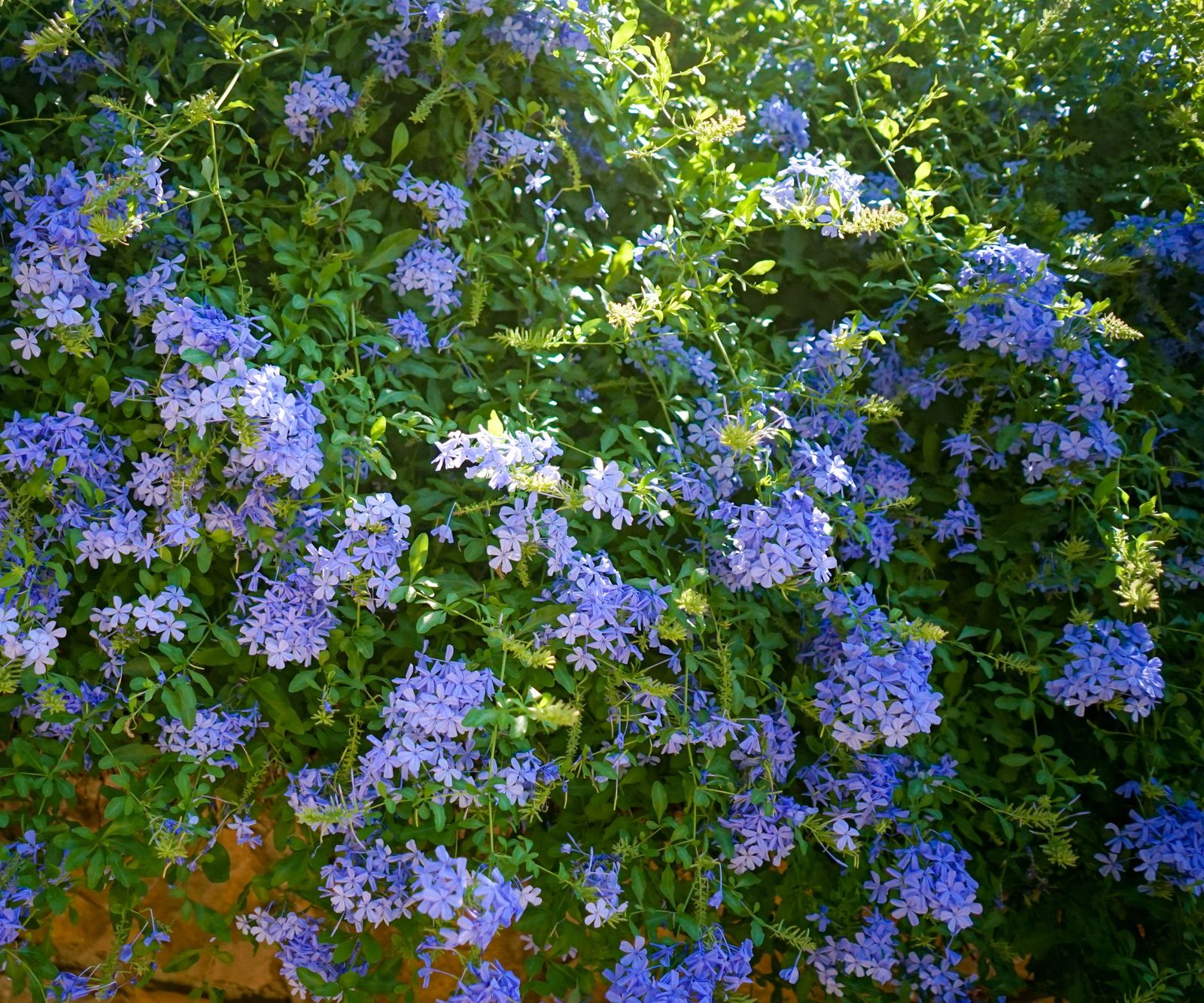 Plumbago