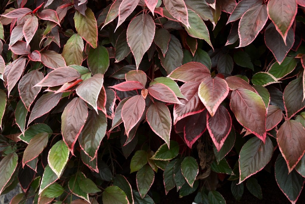 Acalypha