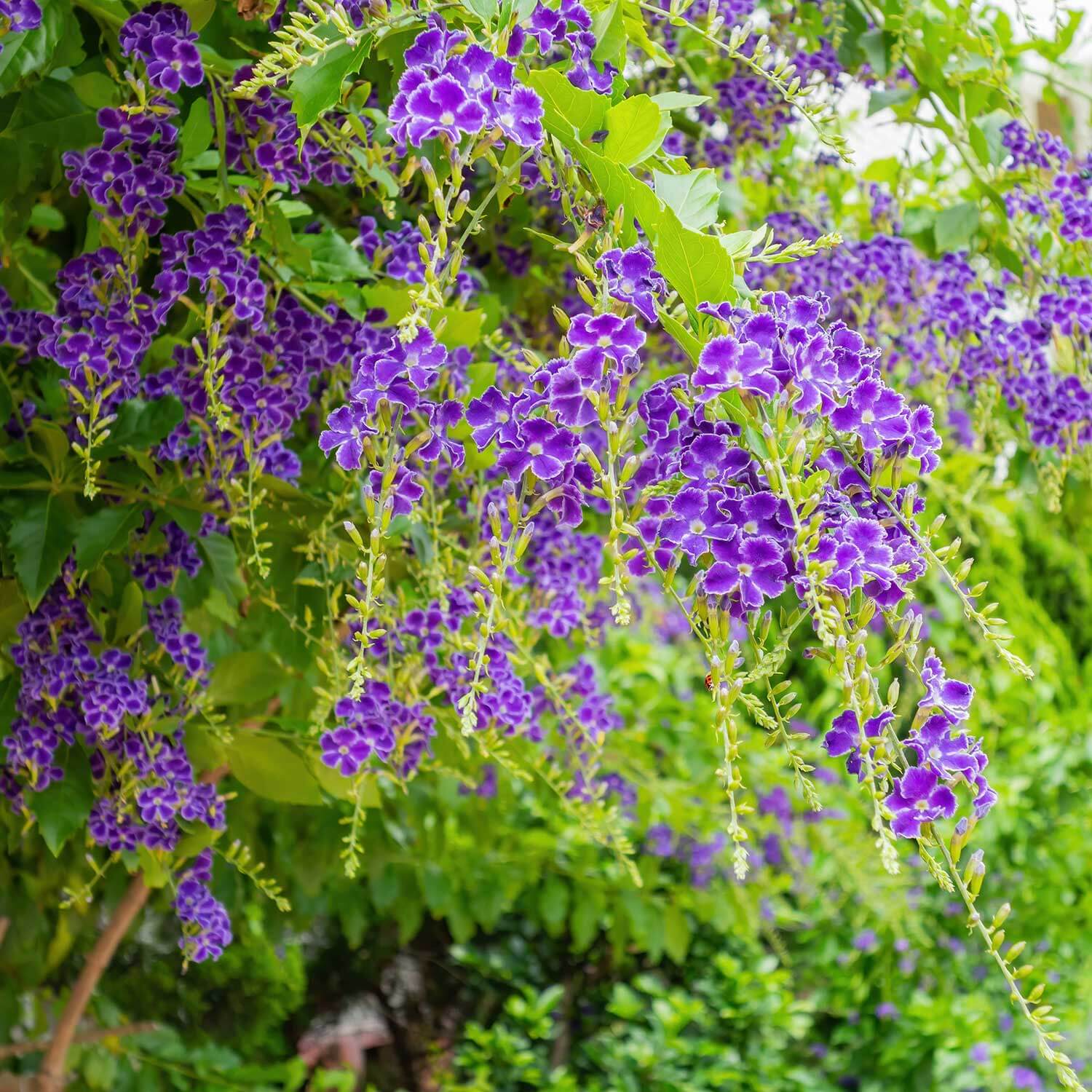 Duranta