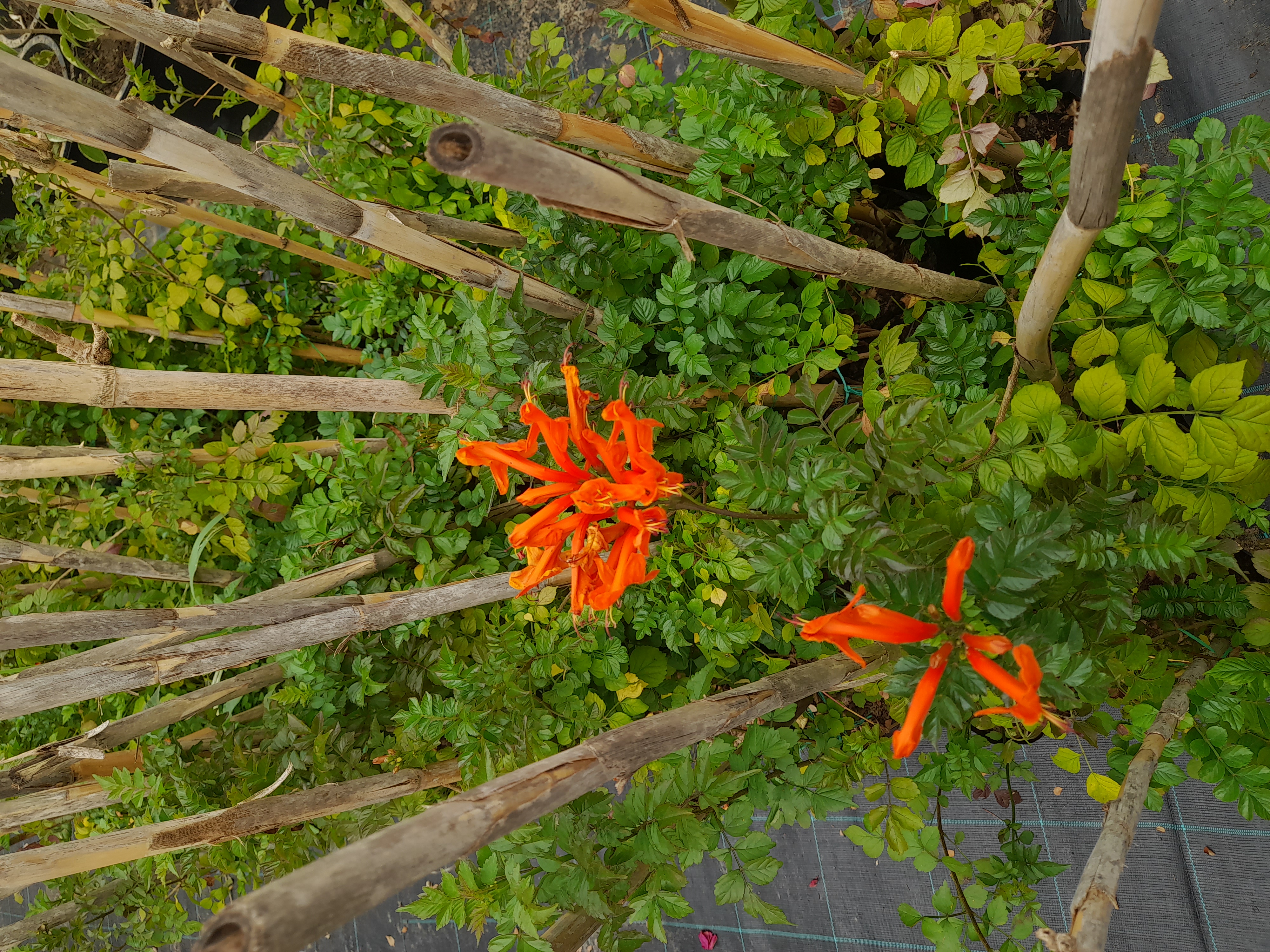 Tcomma Rouge