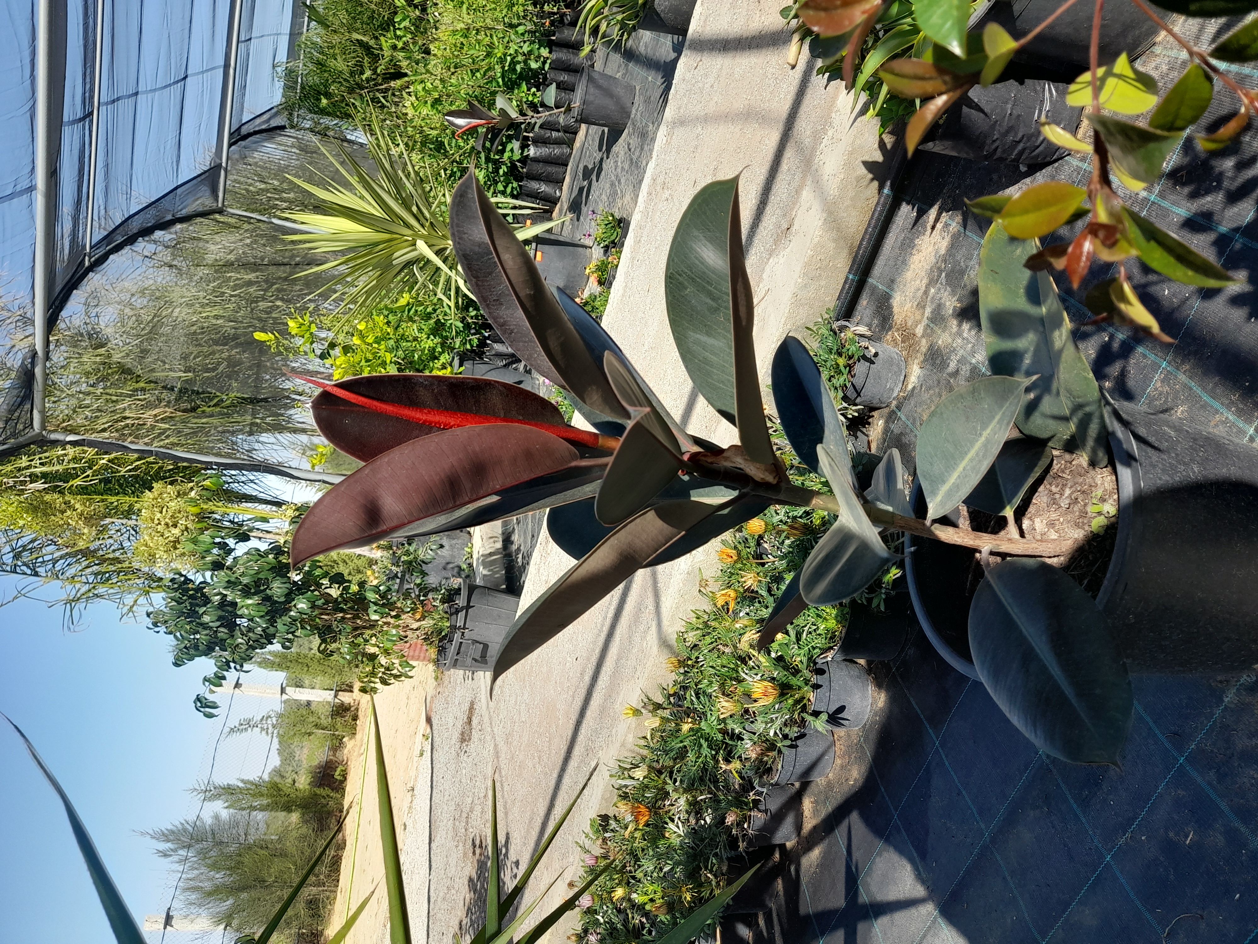 Ficus Caoutchouc