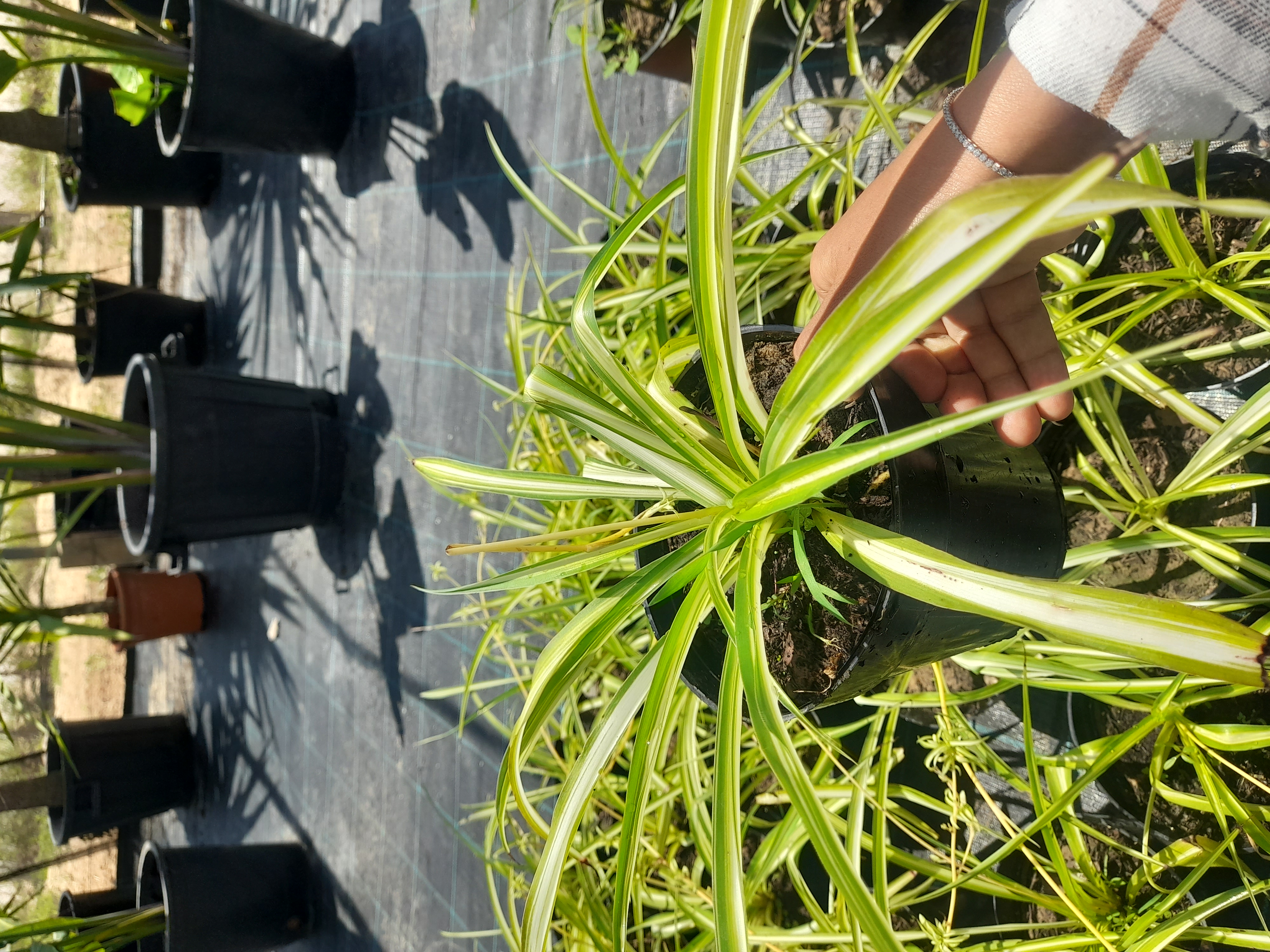 Chlorophytum