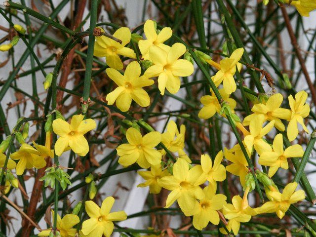 Jasmine Jaune
